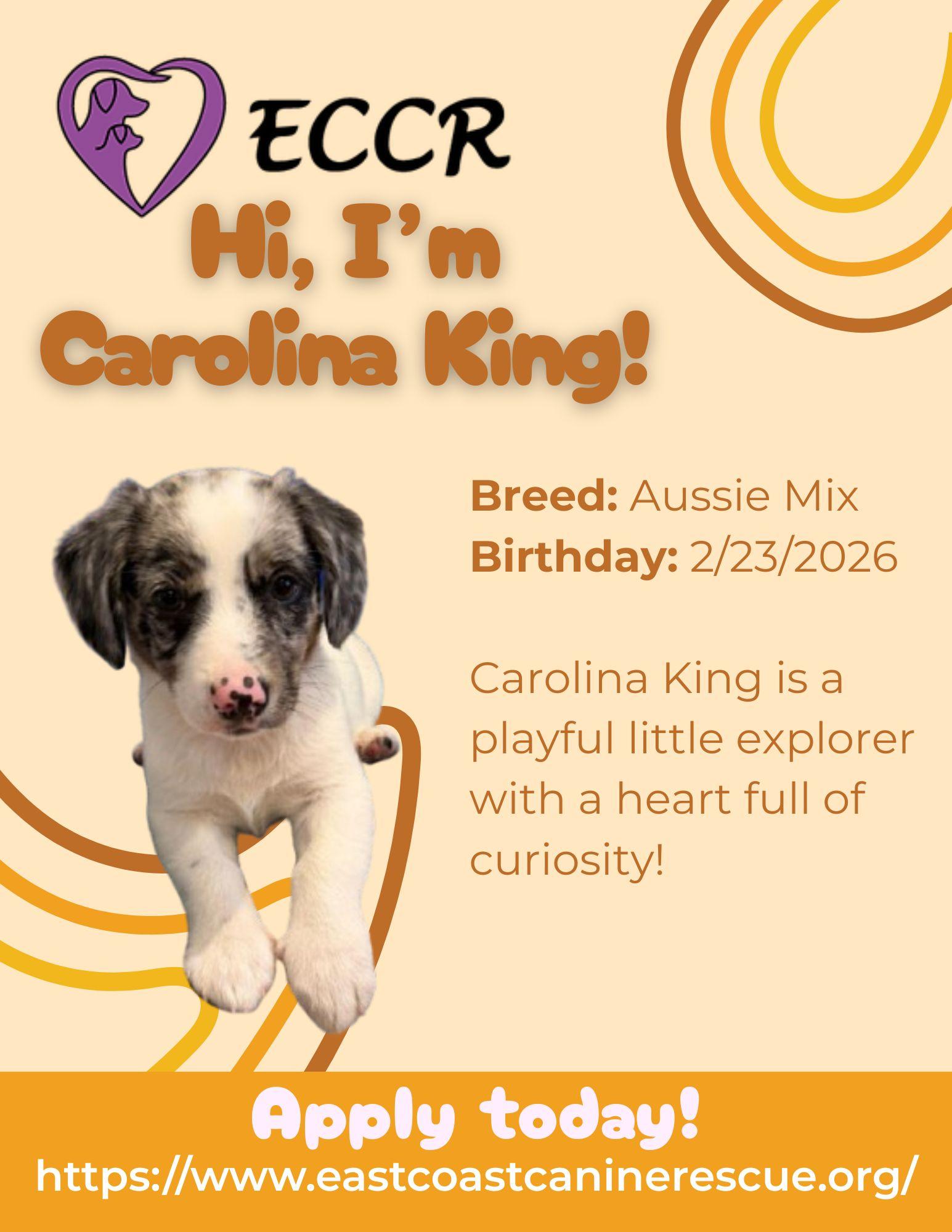 CAROLINA KING, a Adoptable Australian Shepherd in Pomfret Center, CT image 2/3