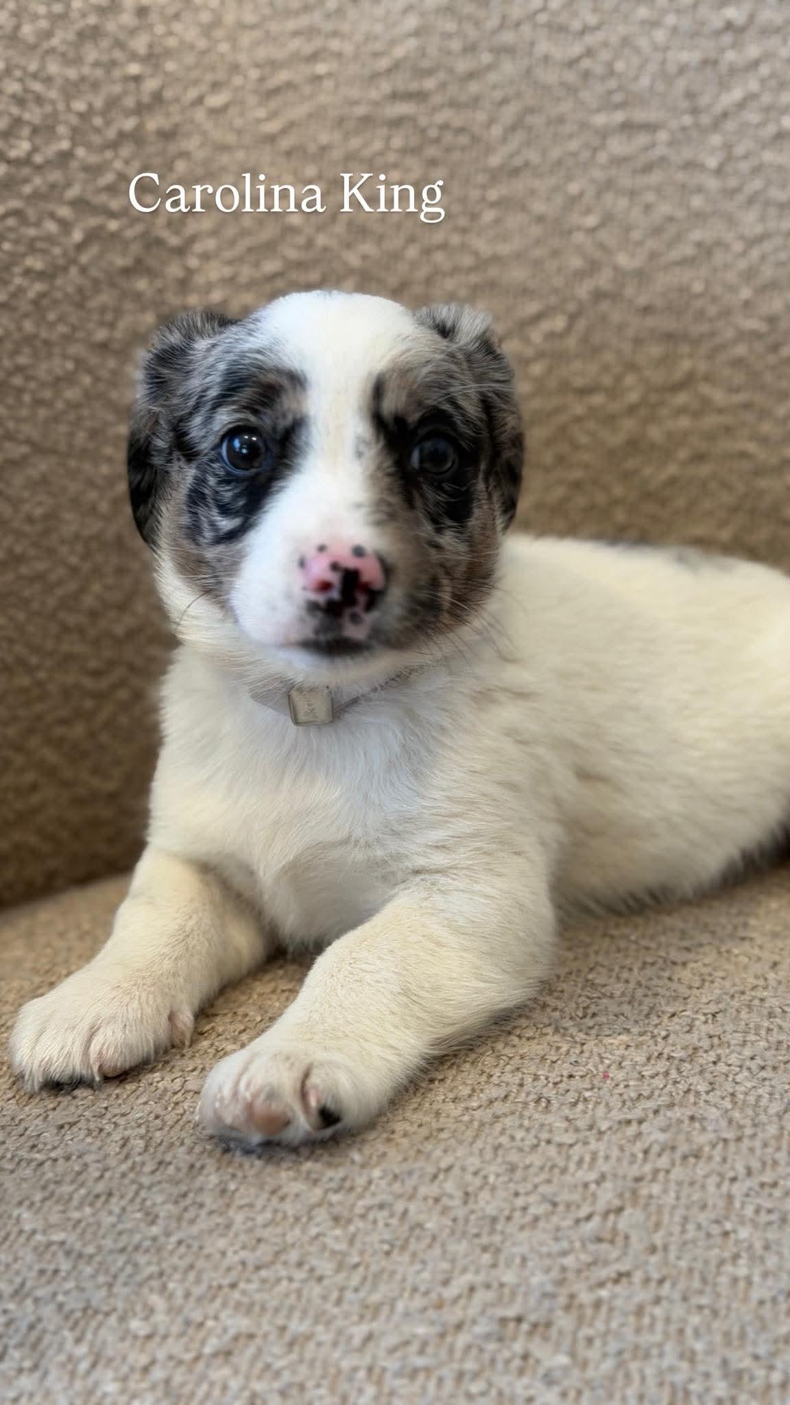 CAROLINA KING, Adoptable, Young Male Australian Shepherd.