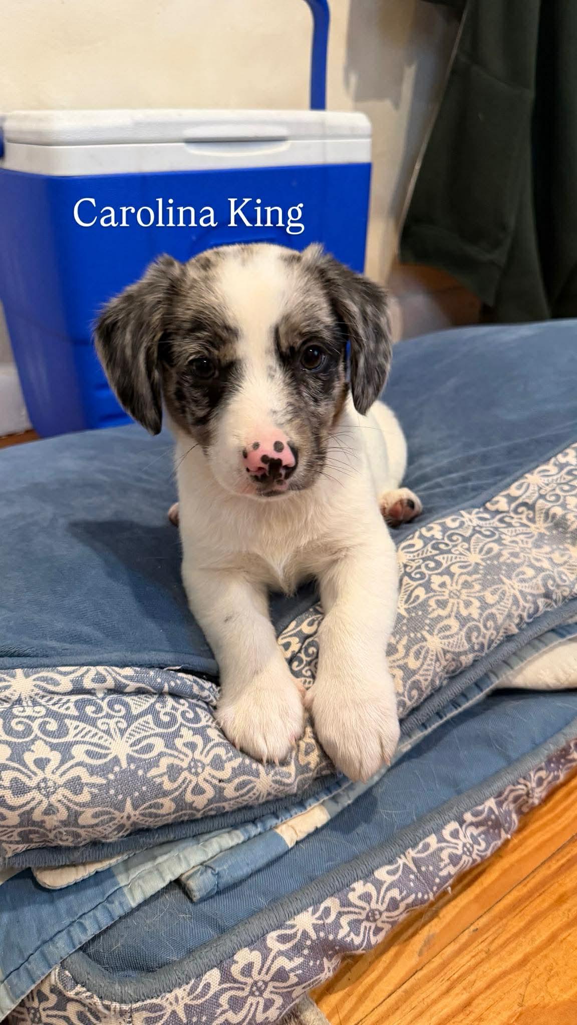 CAROLINA KING, a Adoptable Australian Shepherd in Pomfret Center, CT image 3/3