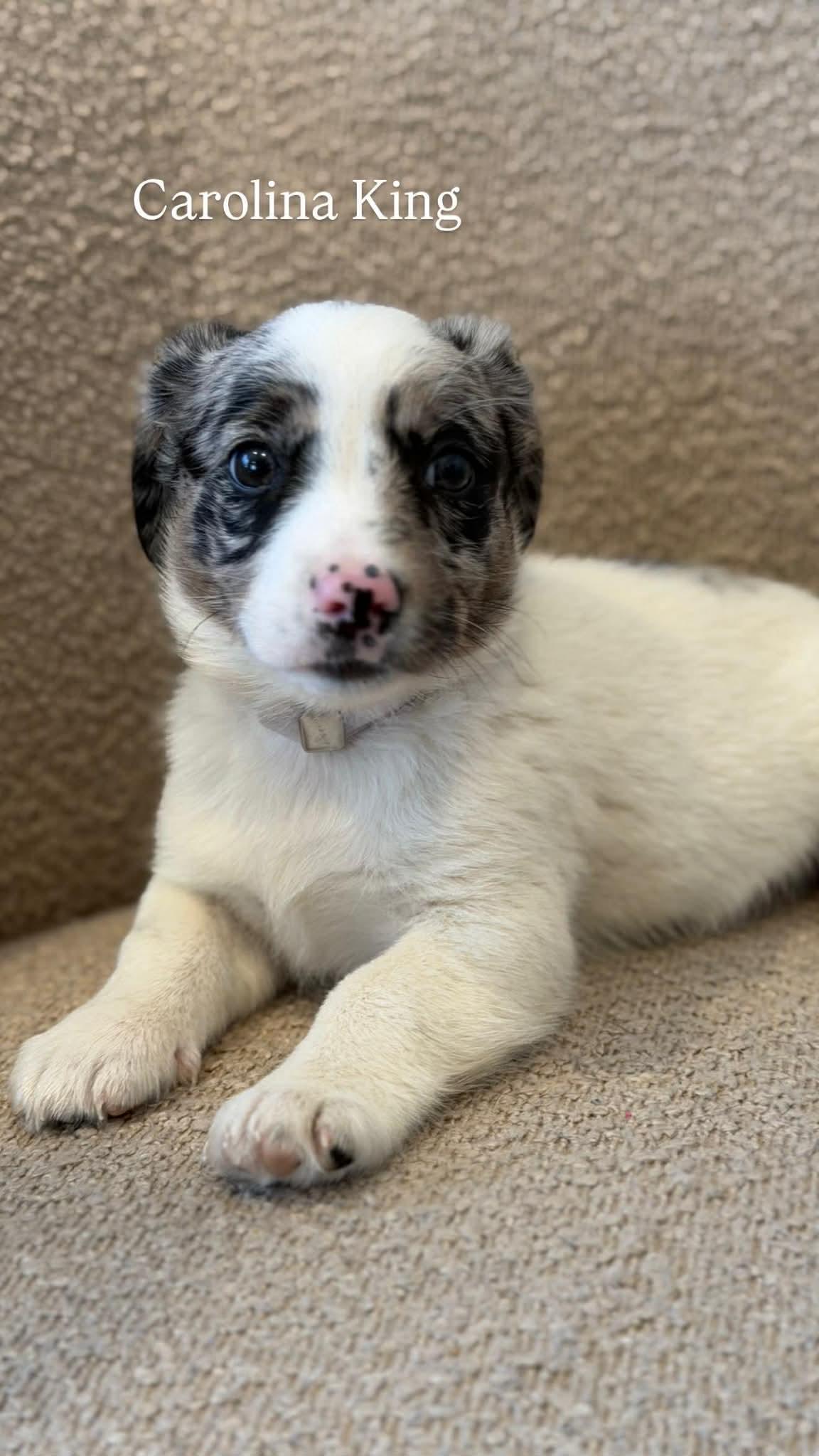 Enlarge CAROLINA KING, a Adoptable Australian Shepherd in Pomfret Center, CT image 2/3