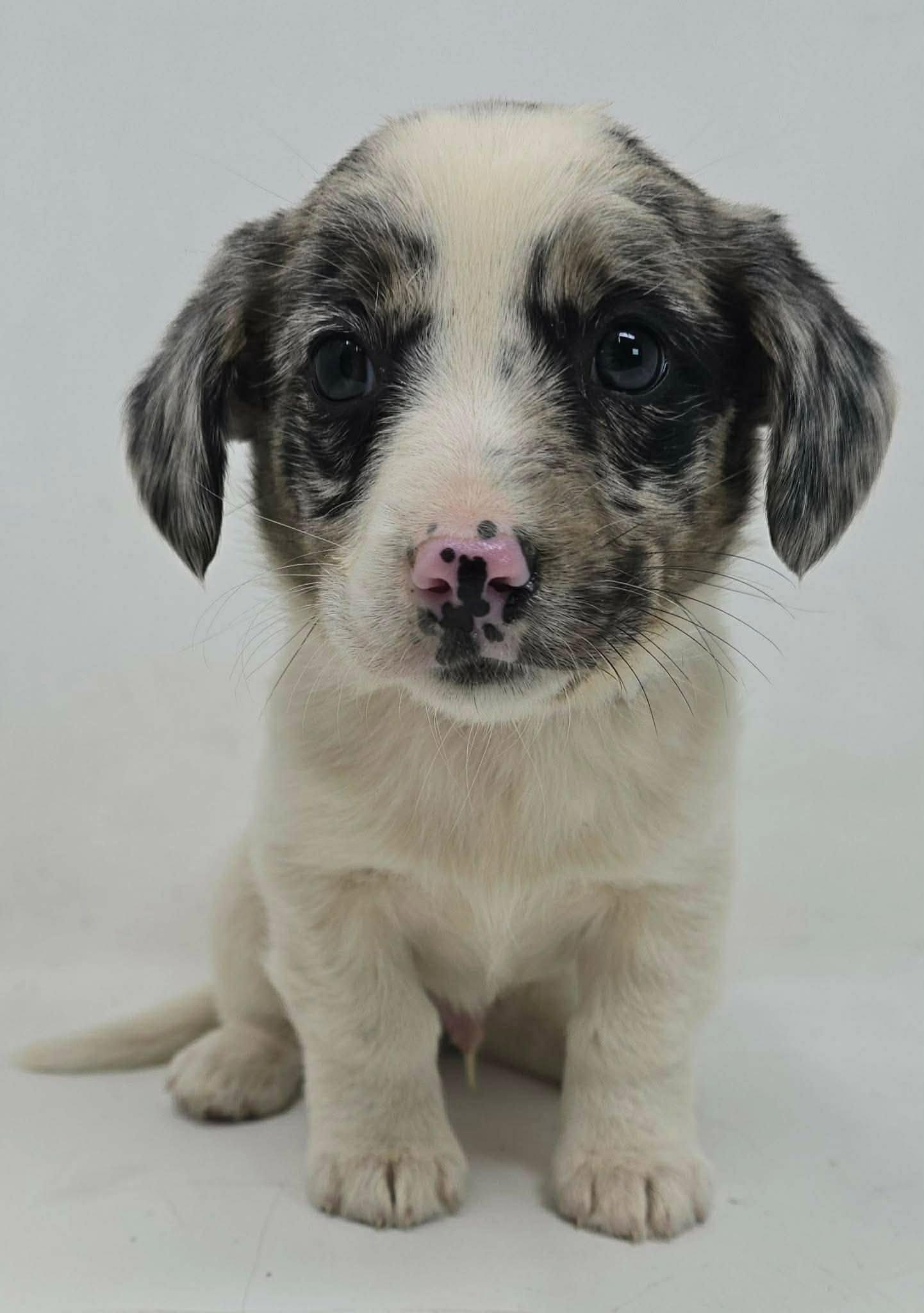 Enlarge CAROLINA KING, a Adoptable Australian Shepherd in Pomfret Center, CT image 3/3