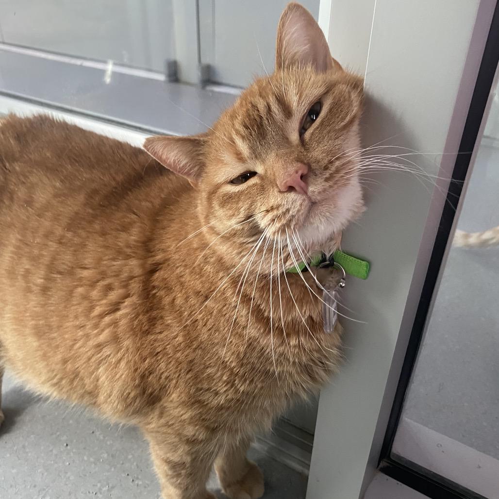 Ginger, Adoptable, Adult Female Domestic Short Hair.