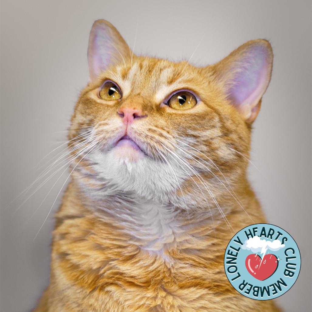 Enlarge Ginger, a Adoptable Domestic Short Hair in Lakewood, CO image 2/6