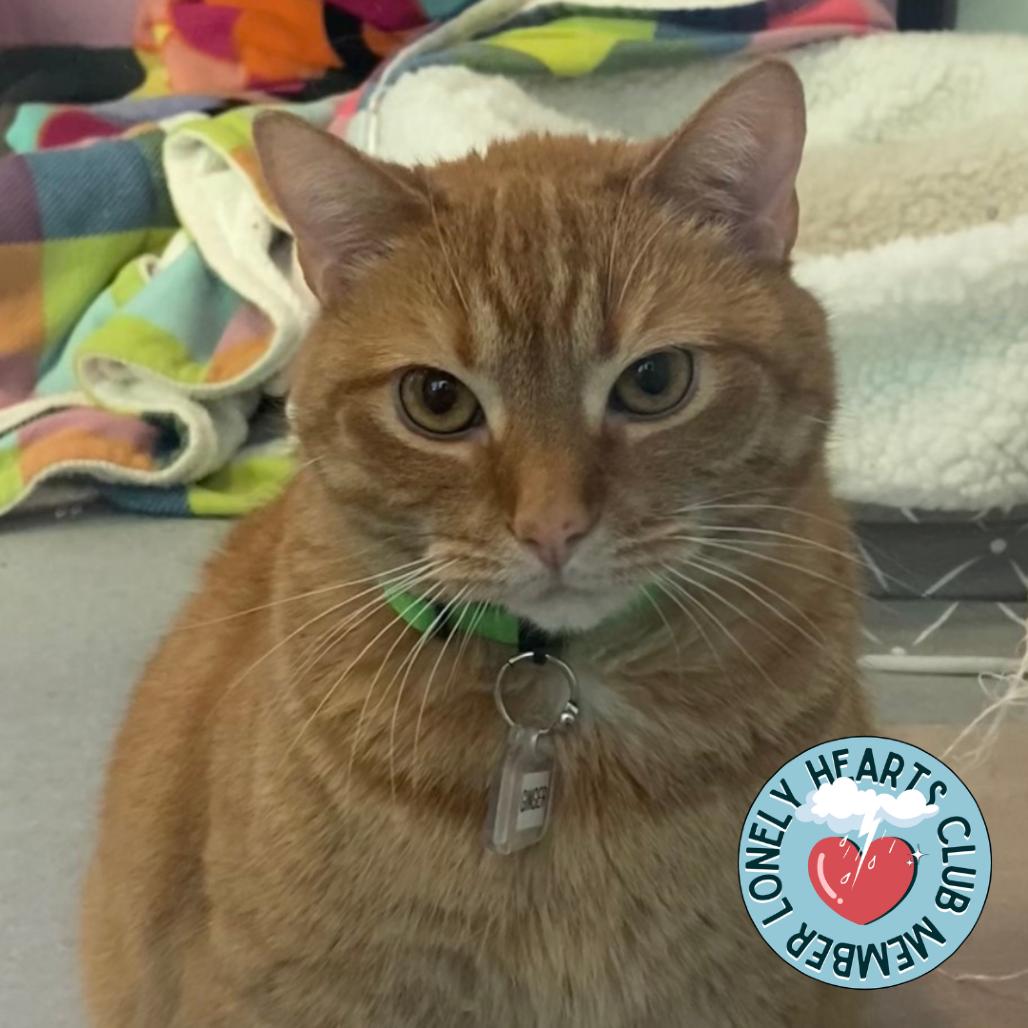 Enlarge Ginger, a Adoptable Domestic Short Hair in Lakewood, CO image 2/6