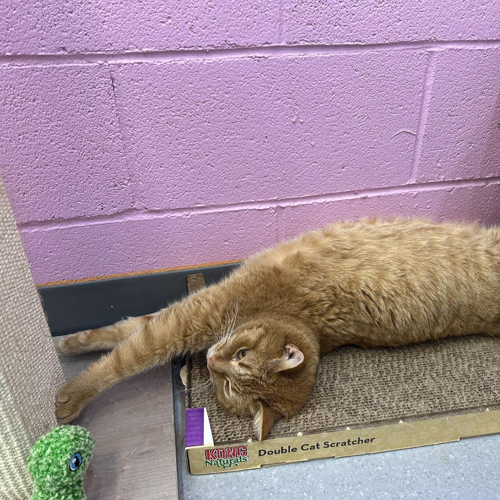 Enlarge Ginger, a Adoptable Domestic Short Hair in Lakewood, CO image 3/5