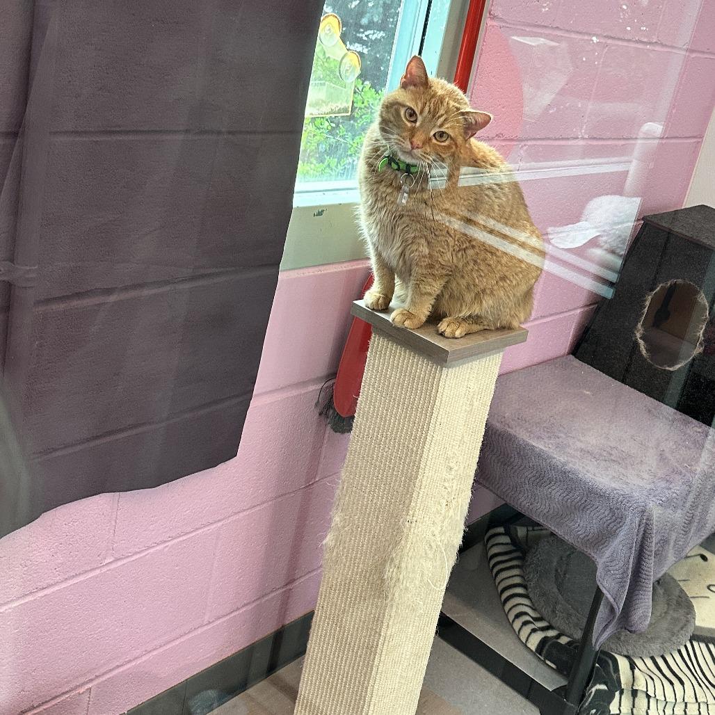 Enlarge Ginger, a Adoptable Domestic Short Hair in Lakewood, CO image 4/6