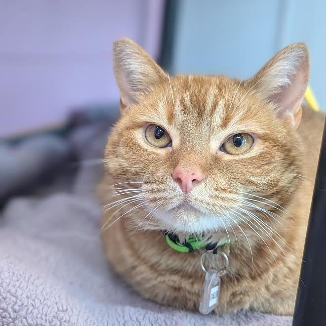 Enlarge Ginger, a Adoptable Domestic Short Hair in Lakewood, CO image 6/6