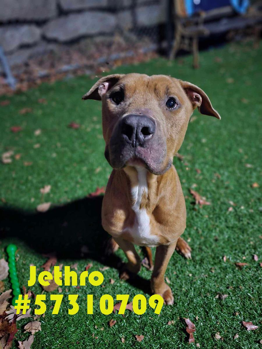 Jethro, Adoptable, Young Male Pit Bull Terrier.