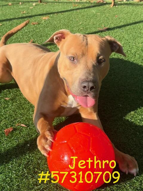 Enlarge Jethro, a Adoptable mixed breed in Wilkes Barre, PA image 1/2