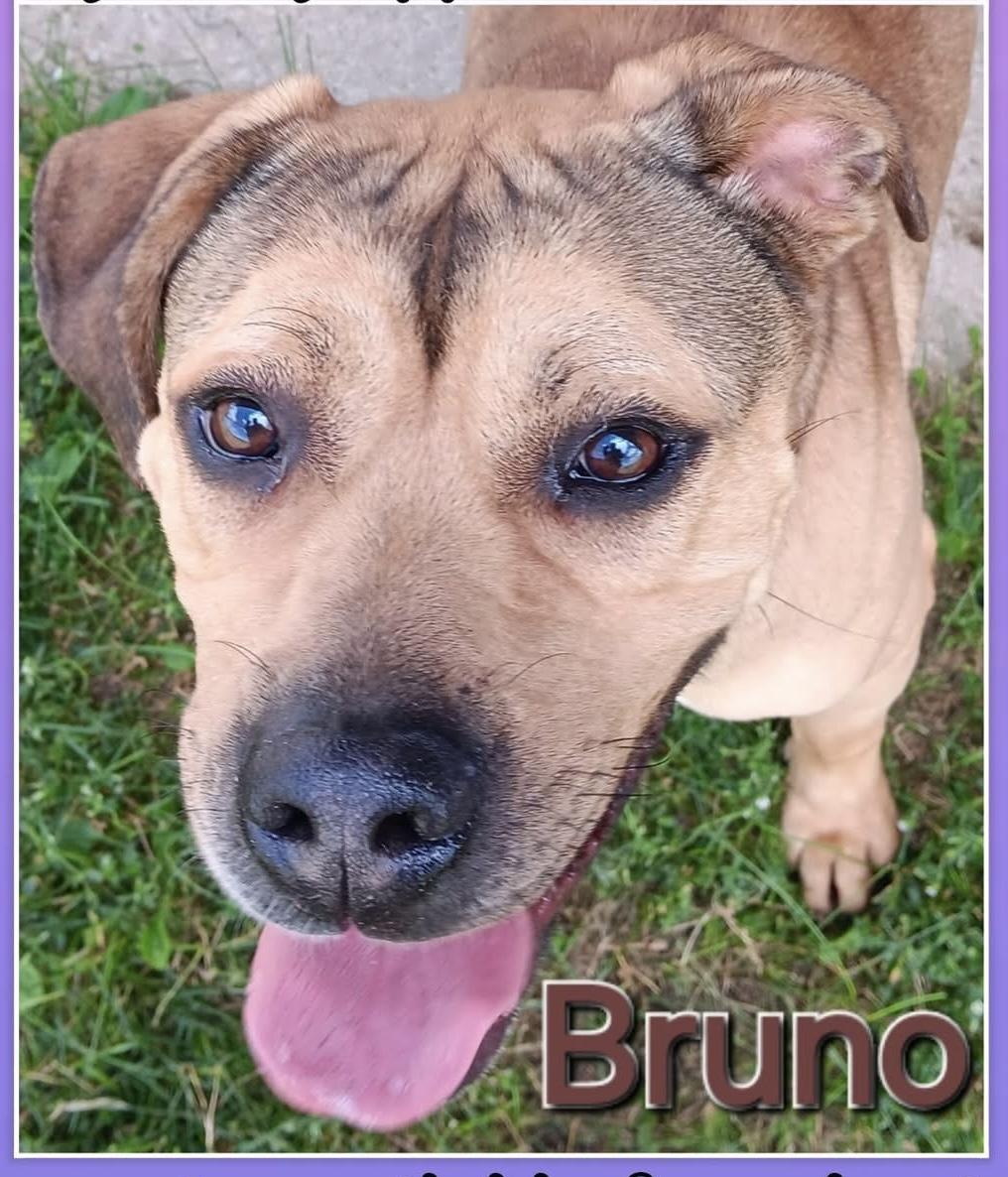 BRUNO, an adoptable Pit Bull Terrier in Cadillac, MI, 49601 | Photo Image 2