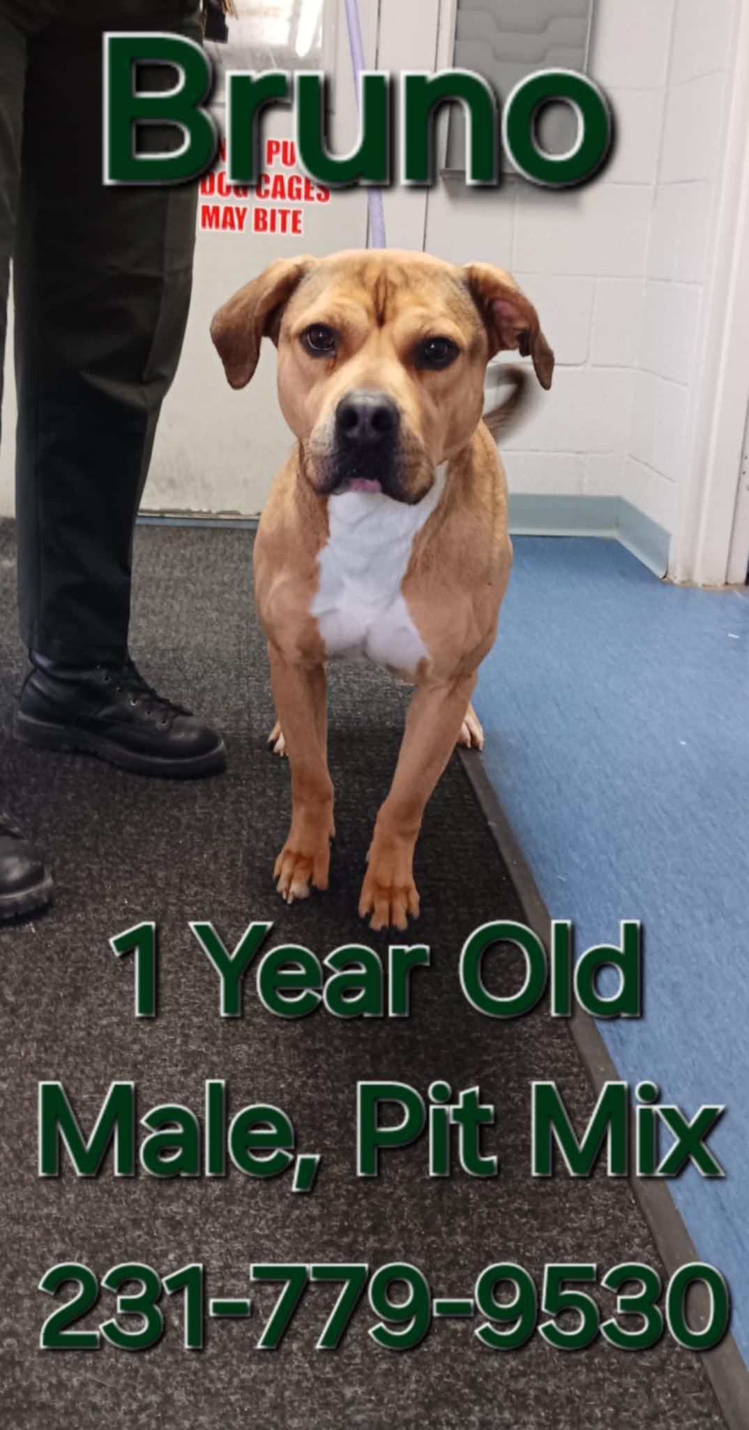 BRUNO, an adoptable Pit Bull Terrier in Cadillac, MI, 49601 | Photo Image 3