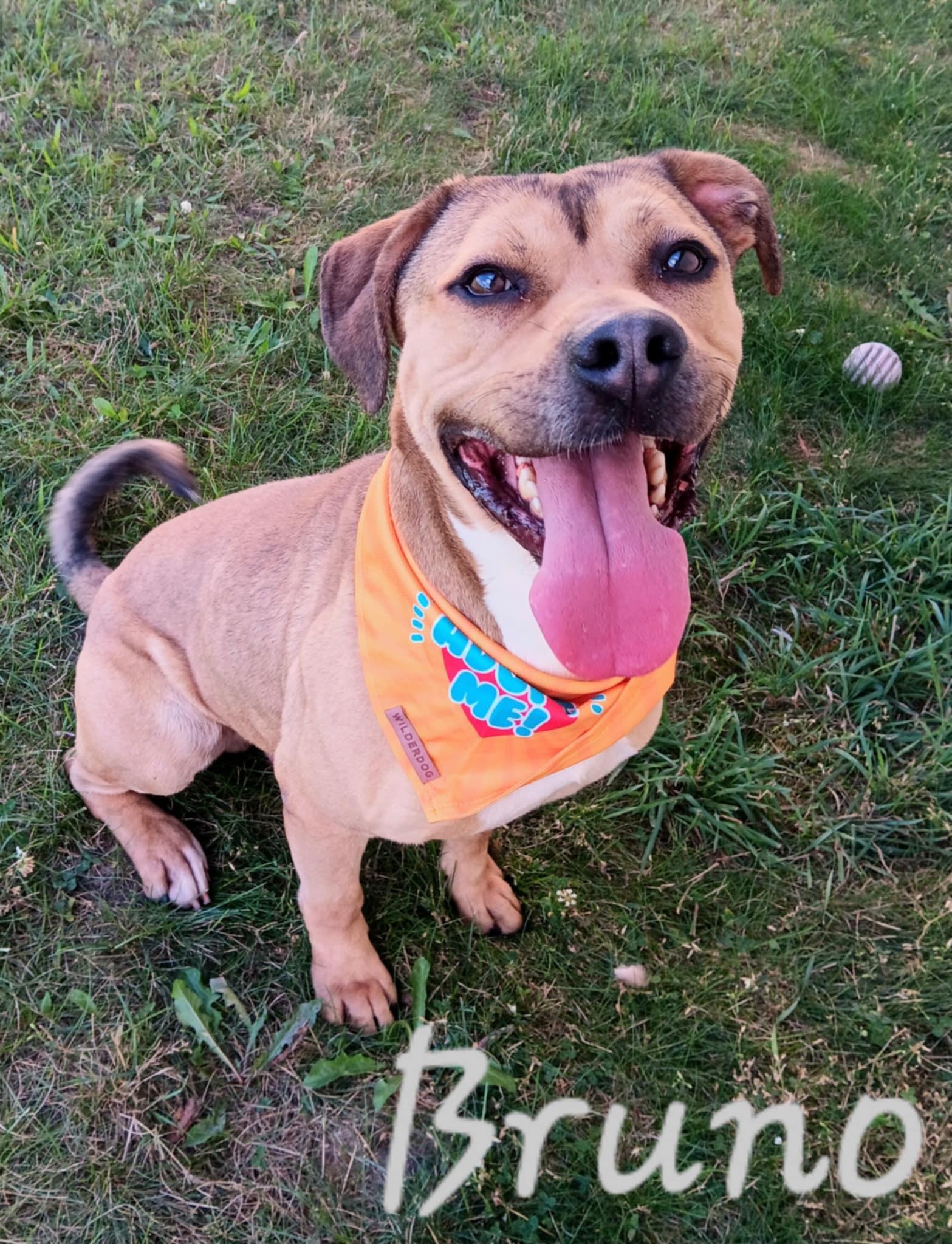 BRUNO, an adoptable Pit Bull Terrier in Cadillac, MI, 49601 | Photo Image 1