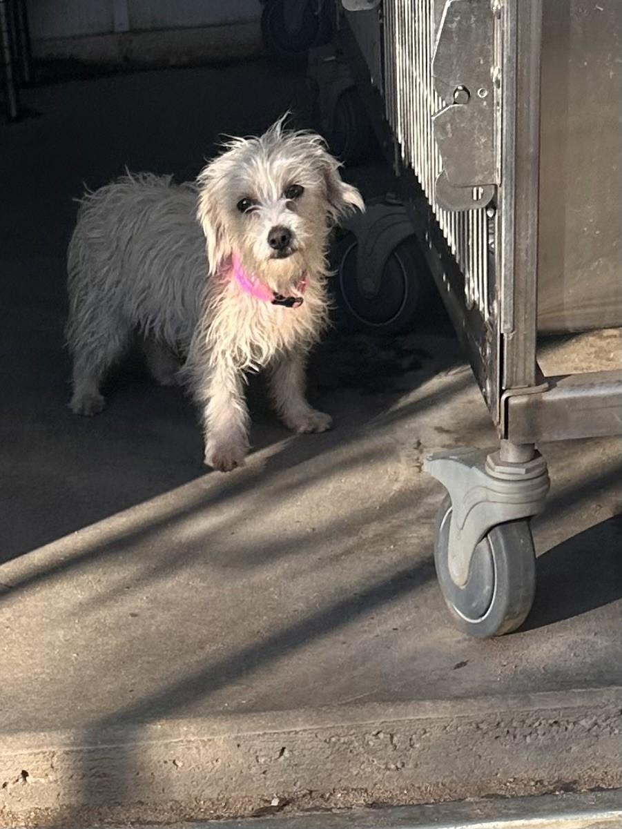 TINKERBELLE, an adoptable mixed breed in Fresno, CA image 5/6