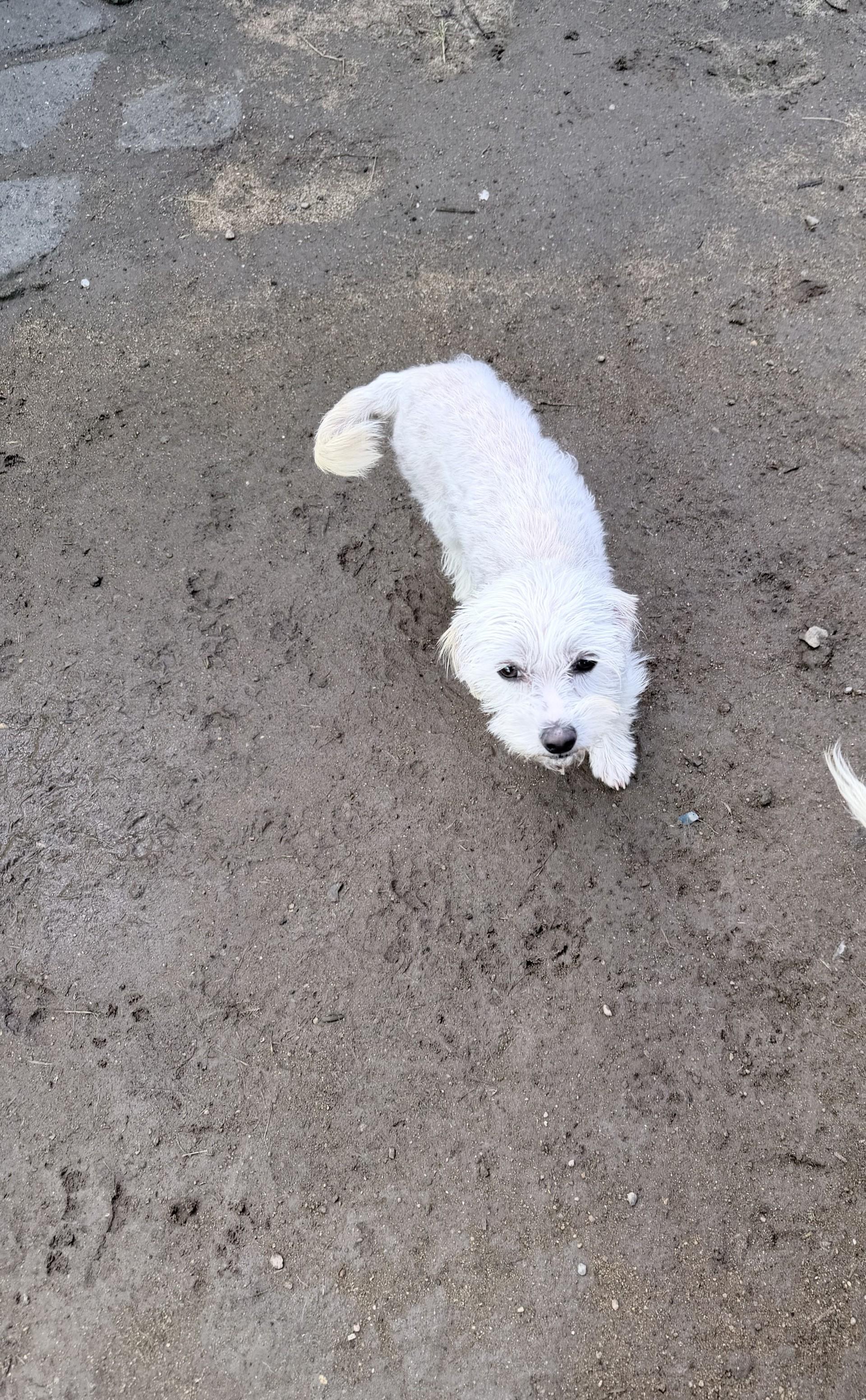 TINKERBELLE, an adoptable mixed breed in Fresno, CA image 6/6