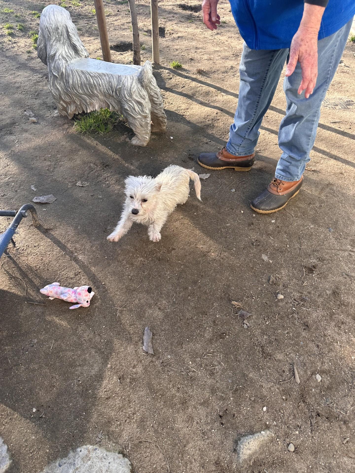 TINKERBELLE, ADOPTABLE, Young Female Terrier.