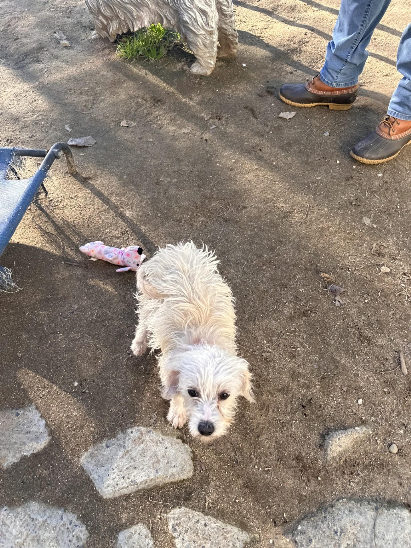 TINKERBELLE, an adoptable mixed breed in Fresno, CA image 4/6