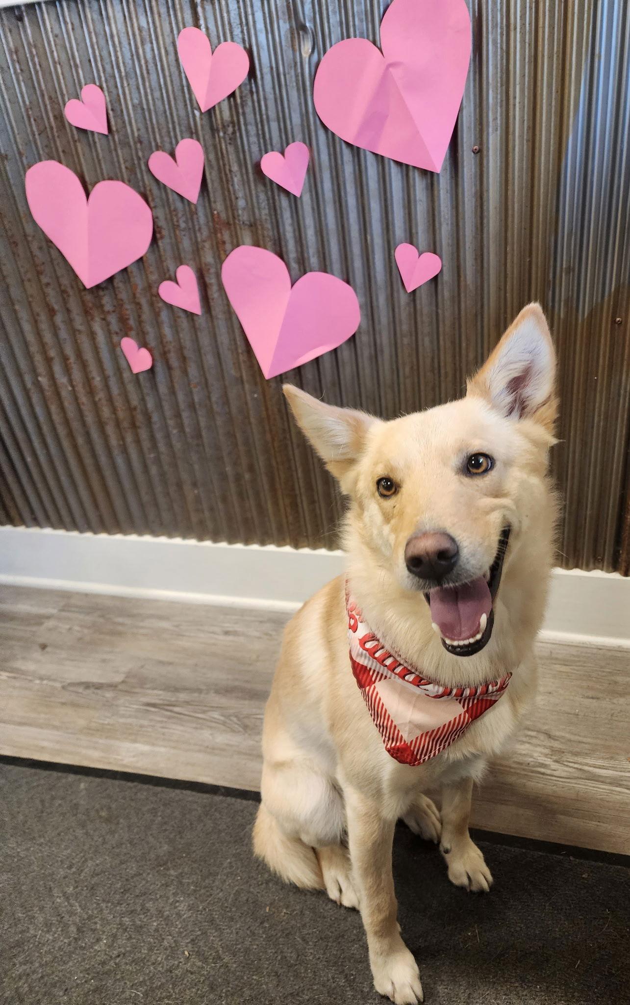 Ace, Adoptable, Young Male Mixed Breed.