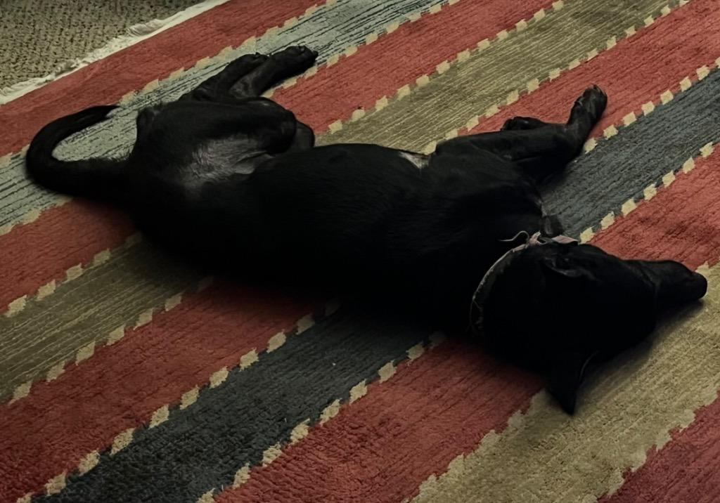 Enlarge Chloe, a Adoptable Labrador Retriever in White Hall, IL image 1/1