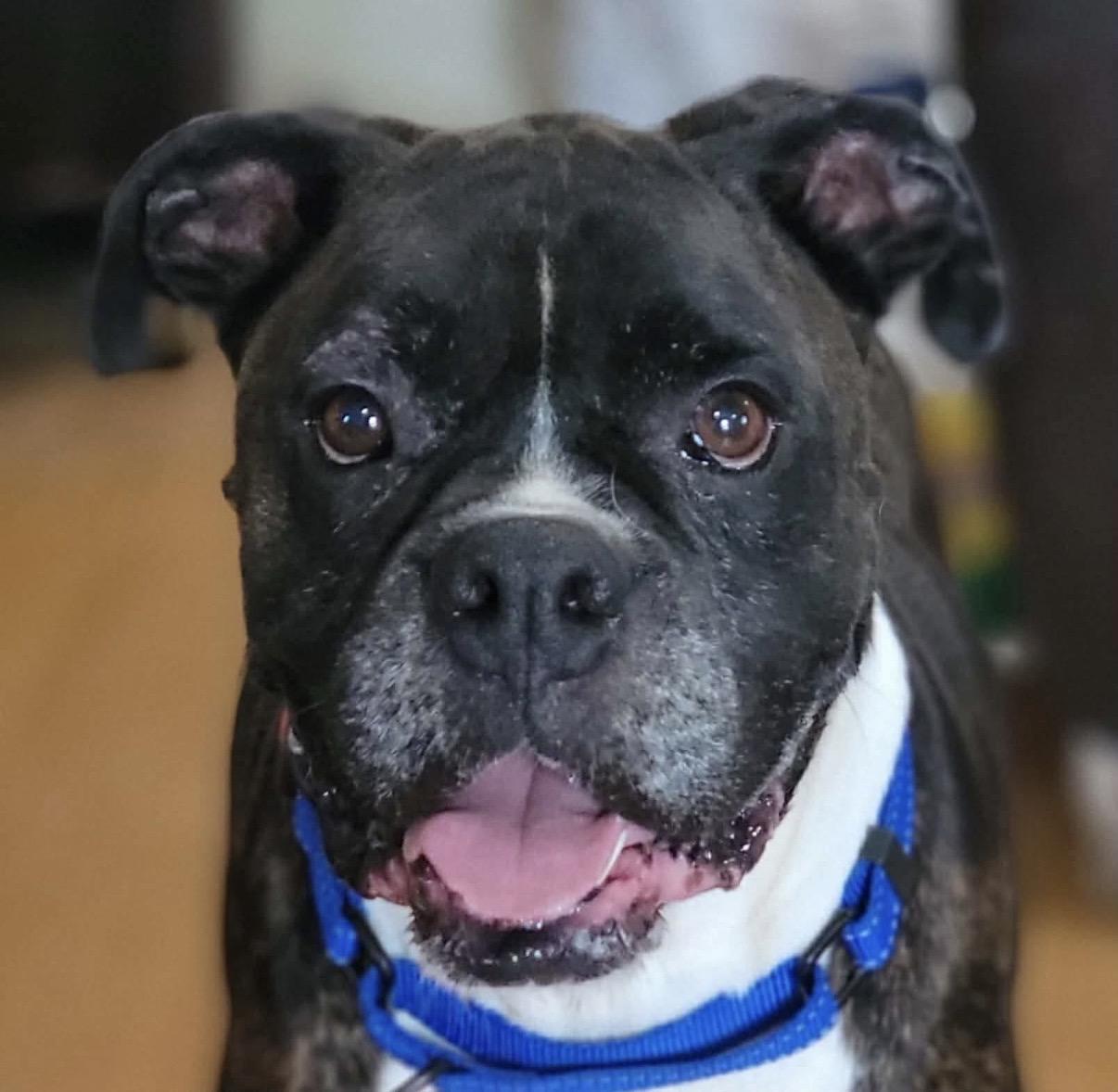 Petey, a ADOPTABLE Boxer in Fountaintown, IN image 2/6