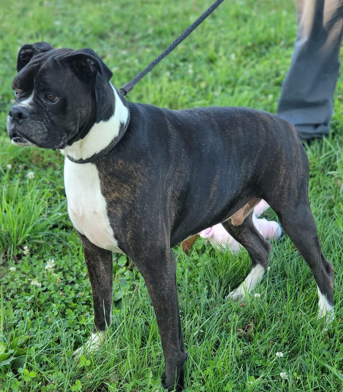 Petey, a ADOPTABLE Boxer in Fountaintown, IN image 5/6