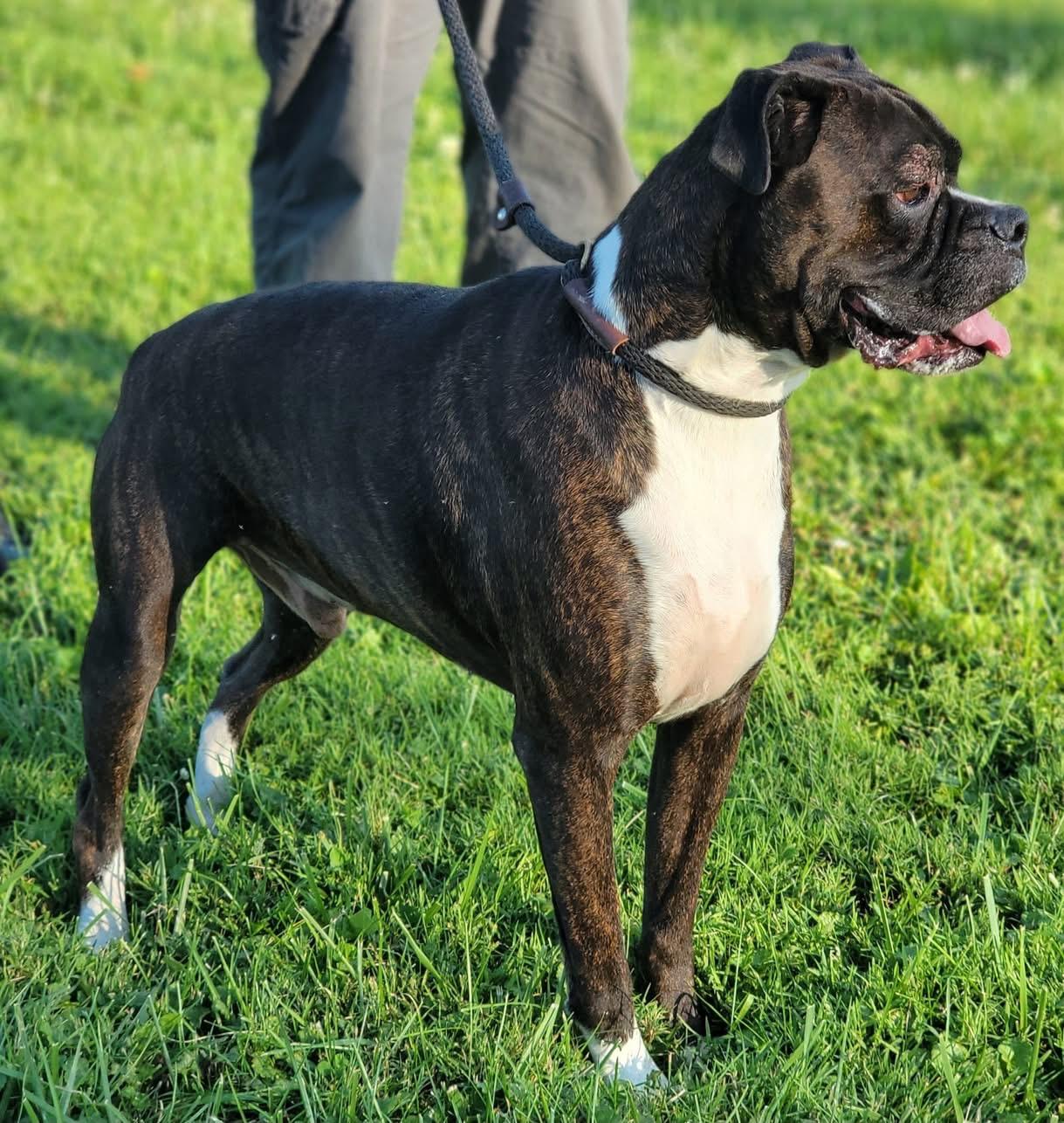Petey, a ADOPTABLE Boxer in Fountaintown, IN image 4/6