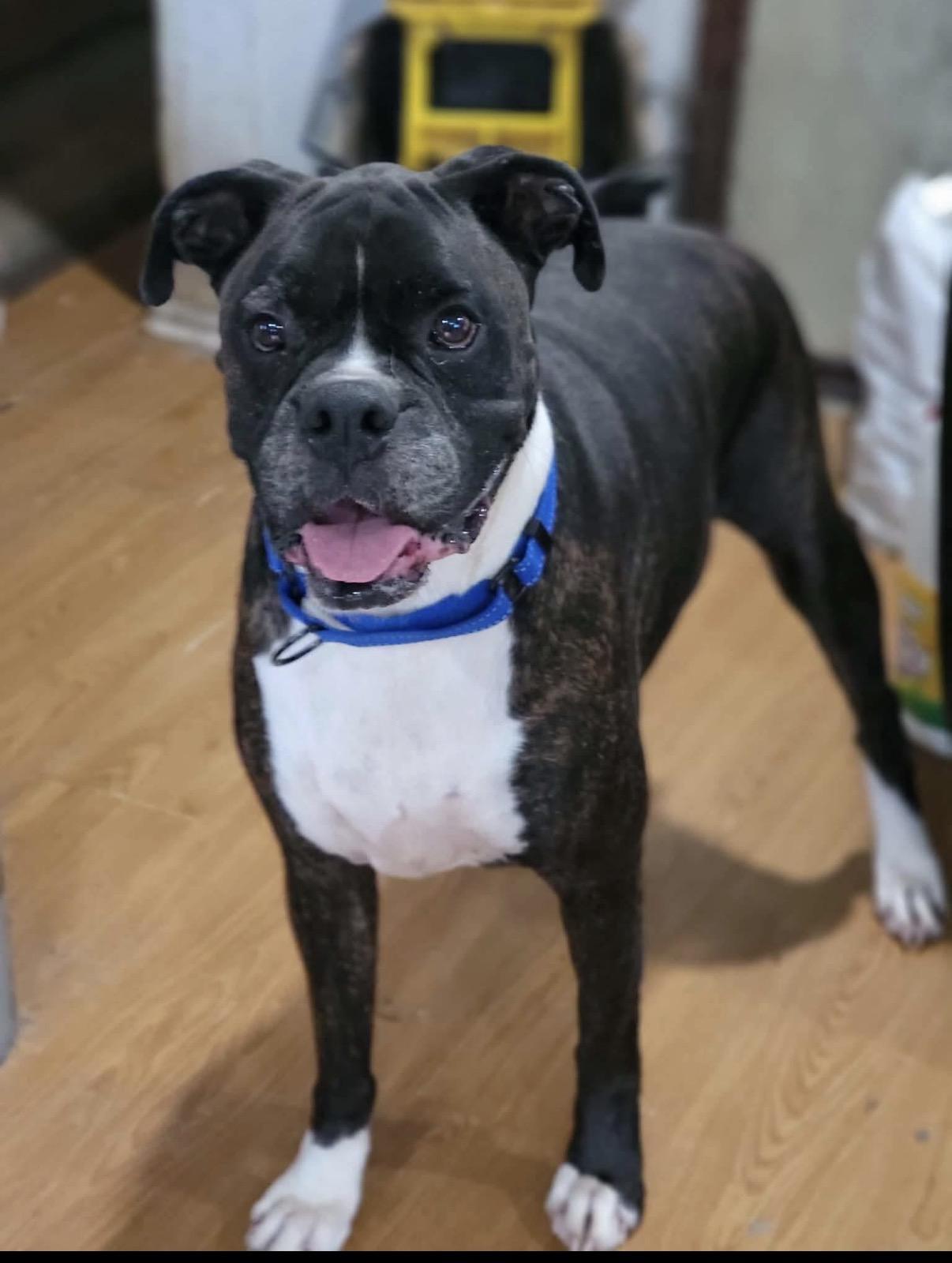 Petey, ADOPTABLE, Adult Male Boxer.
