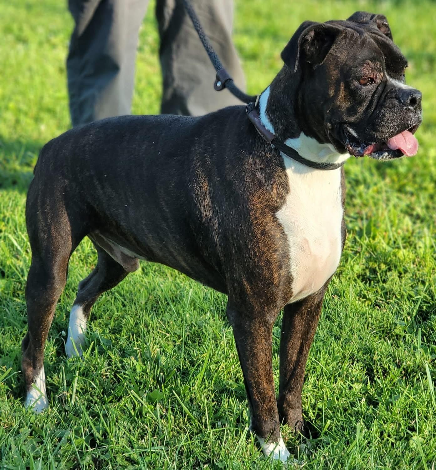 Petey, a ADOPTABLE Boxer in Fountaintown, IN image 3/6