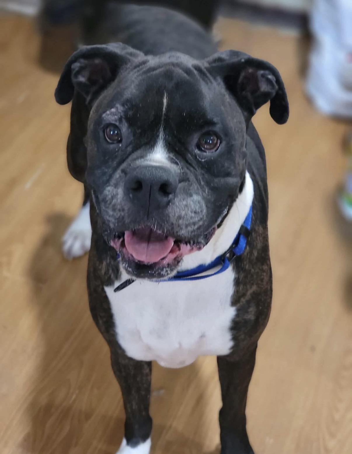 Petey, a ADOPTABLE Boxer in Fountaintown, IN image 6/6