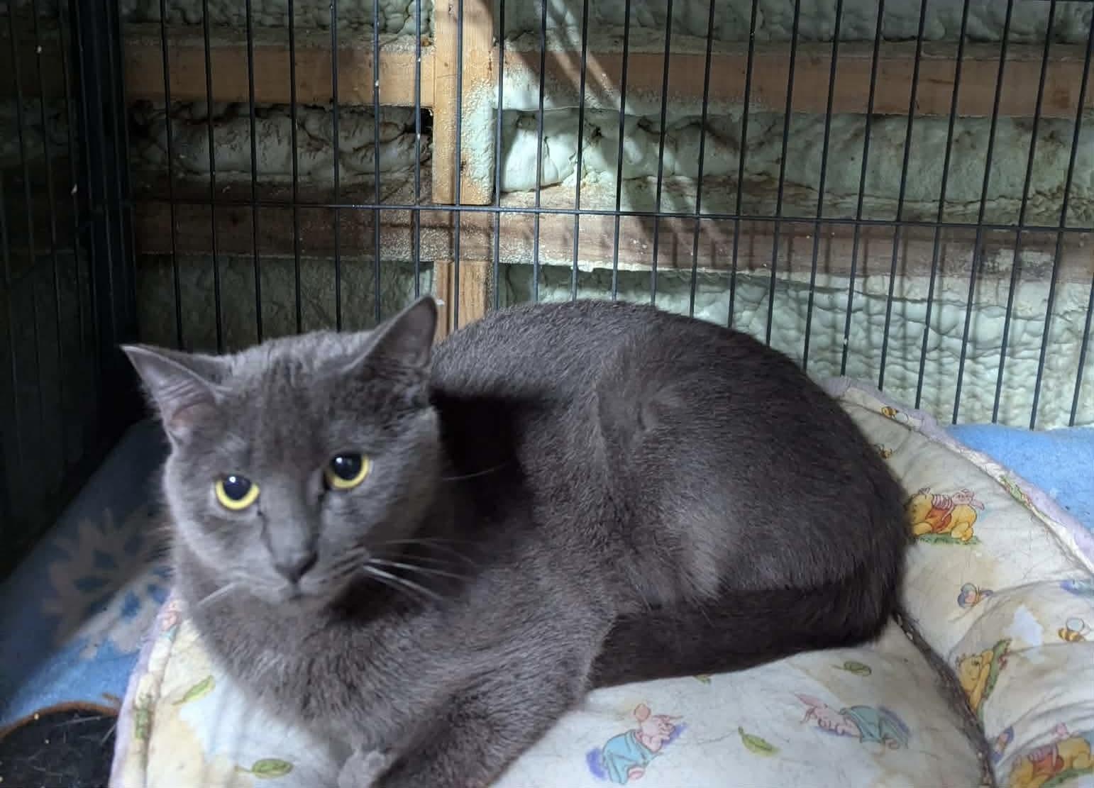Enlarge KIERA, a Adoptable Domestic Short Hair in Tillsonburg, ON image 4/5