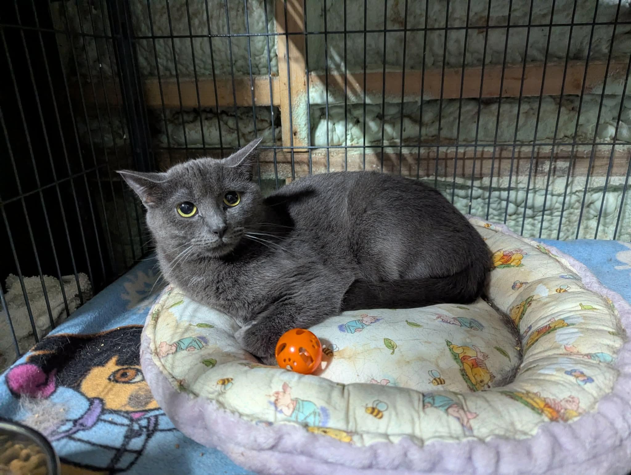 Enlarge KIERA, a Adoptable Domestic Short Hair in Tillsonburg, ON image 3/5