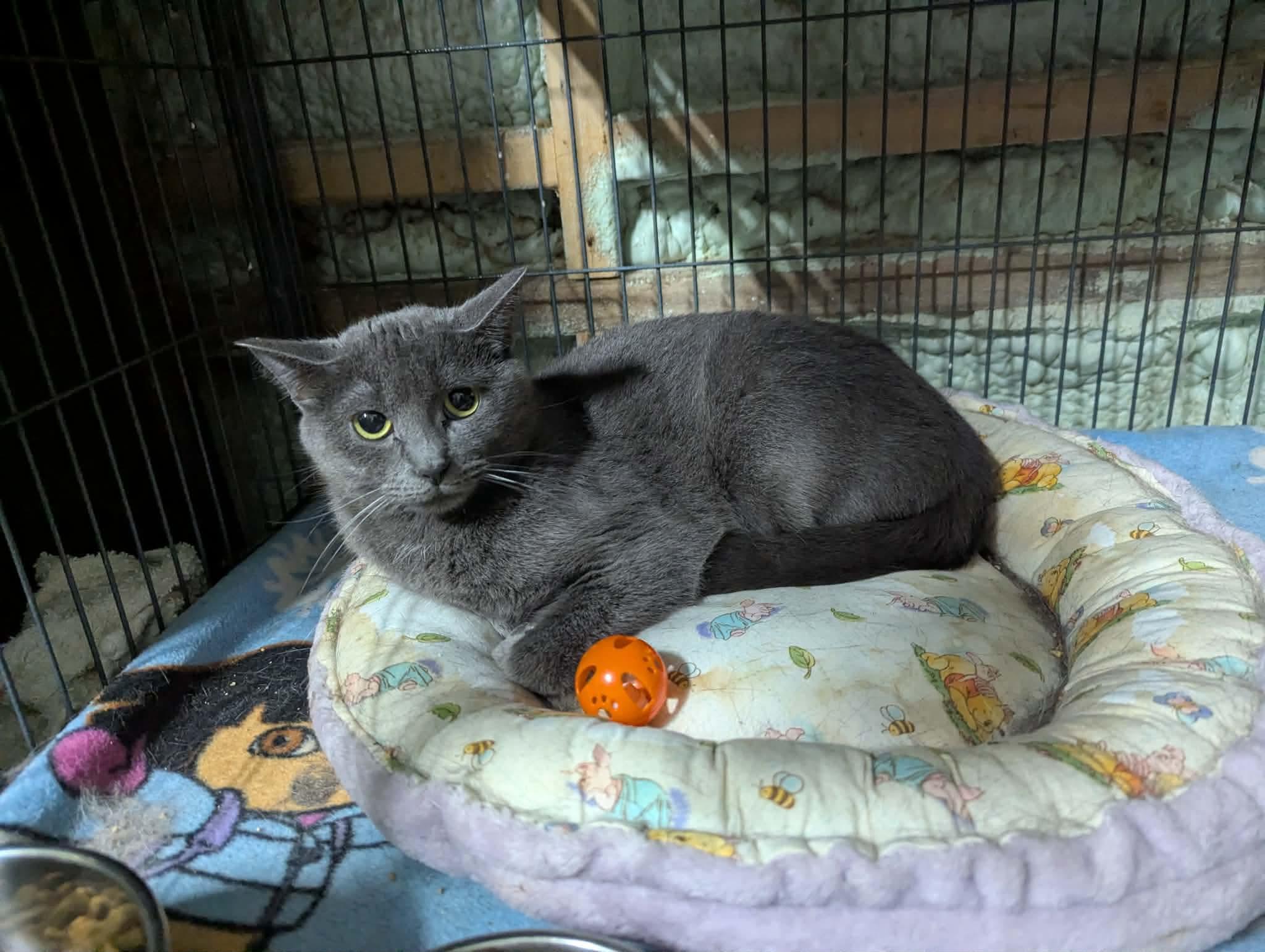 Enlarge KIERA, a Adoptable Domestic Short Hair in Tillsonburg, ON image 2/5