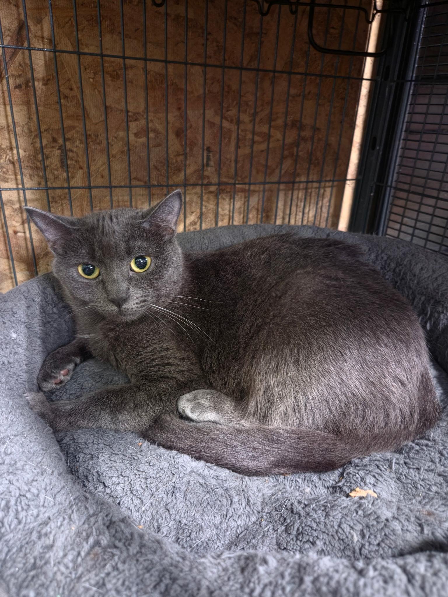 Enlarge KIERA, a Adoptable Domestic Short Hair in Tillsonburg, ON image 5/5