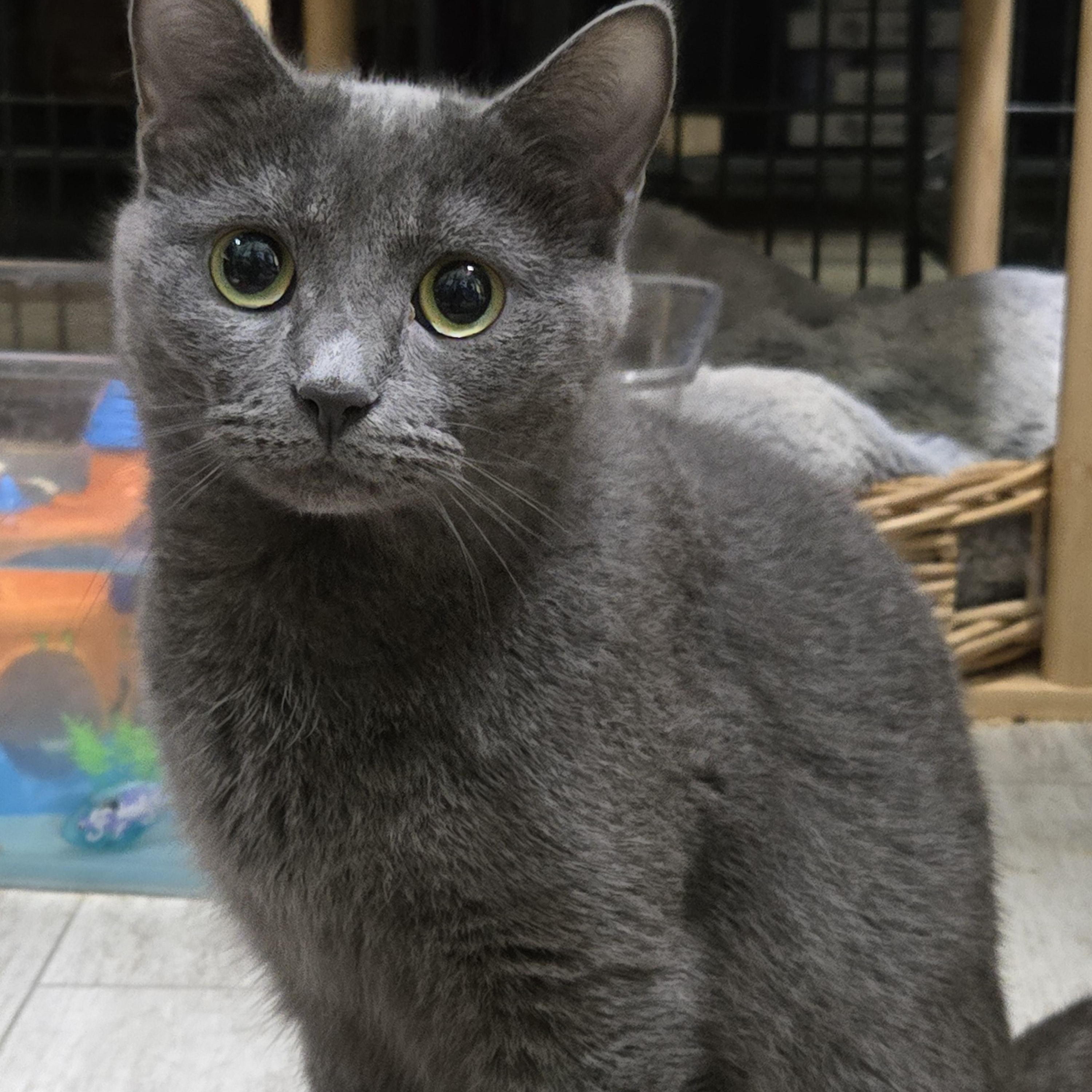 Enlarge KIERA, a Adoptable Domestic Short Hair in Tillsonburg, ON image 1/5