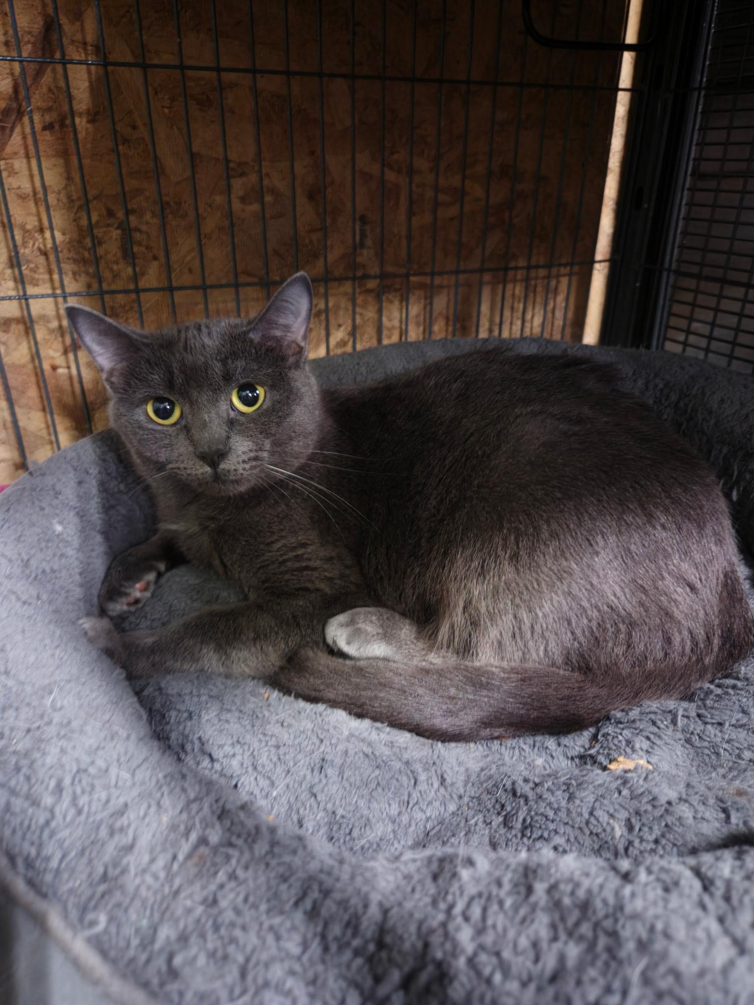 Enlarge KIERA, a Adoptable Domestic Short Hair in Tillsonburg, ON image 1/5