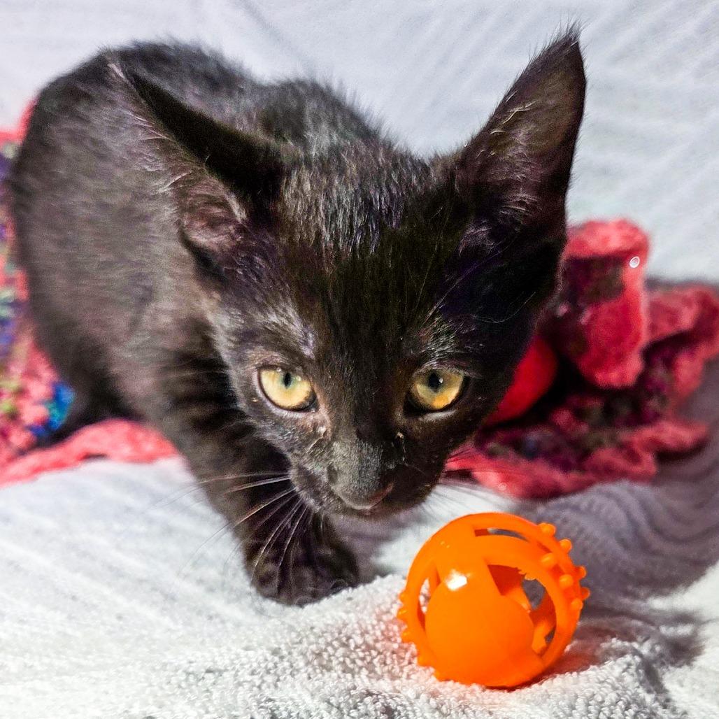 Enlarge La Nina, a Adoptable Domestic Short Hair in San Diego, CA image 1/3