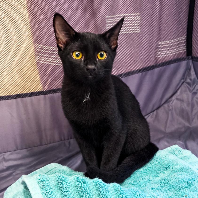Enlarge La Nina, a Adoptable Domestic Short Hair in San Diego, CA image 2/5