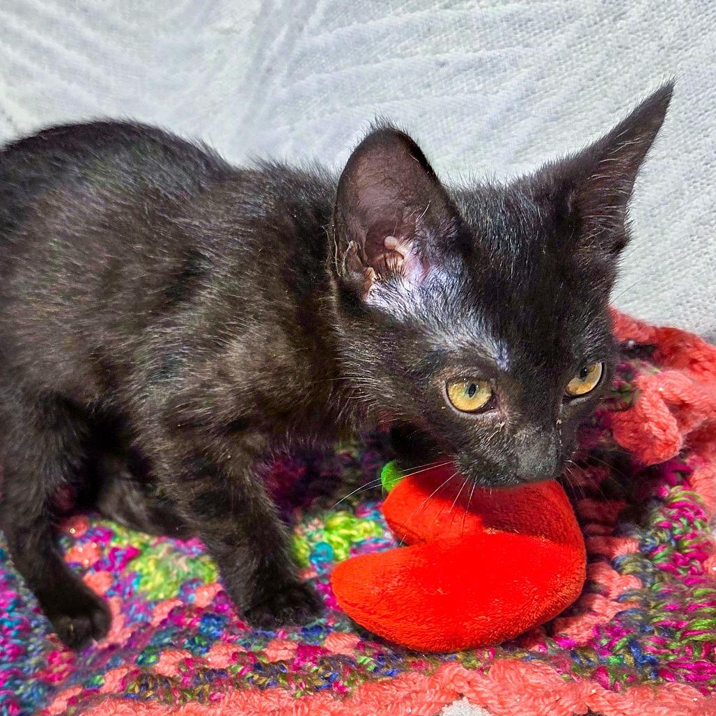 Enlarge La Nina, a Adoptable Domestic Short Hair in San Diego, CA image 2/3