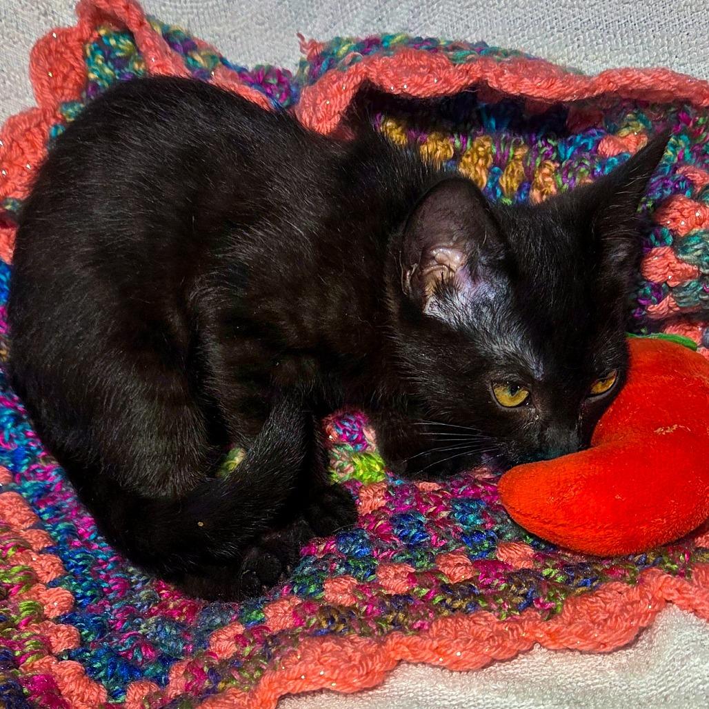 Enlarge La Nina, a Adoptable Domestic Short Hair in San Diego, CA image 3/3