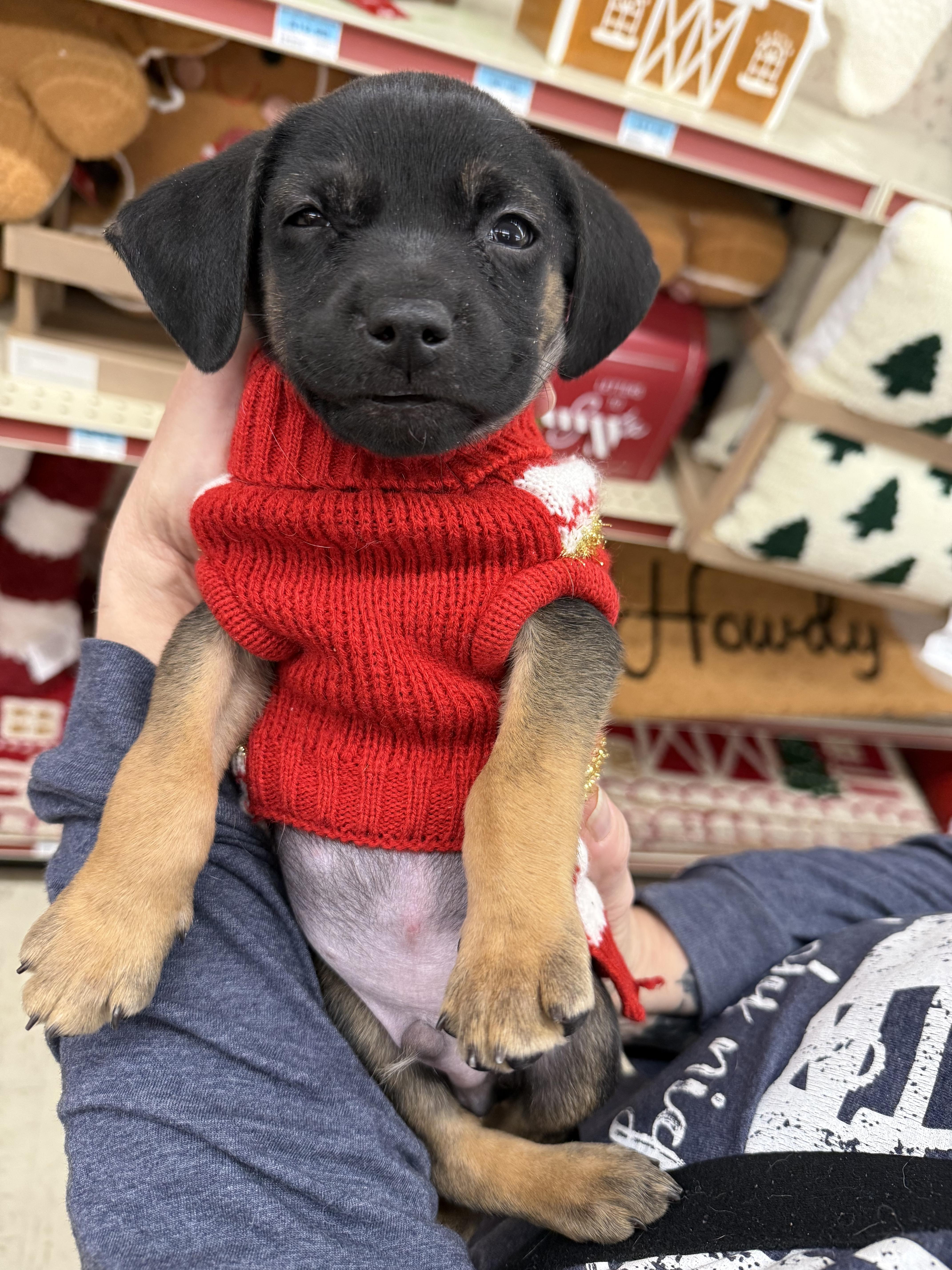 Dickens, ADOPTABLE, Puppy Male Rat Terrier.