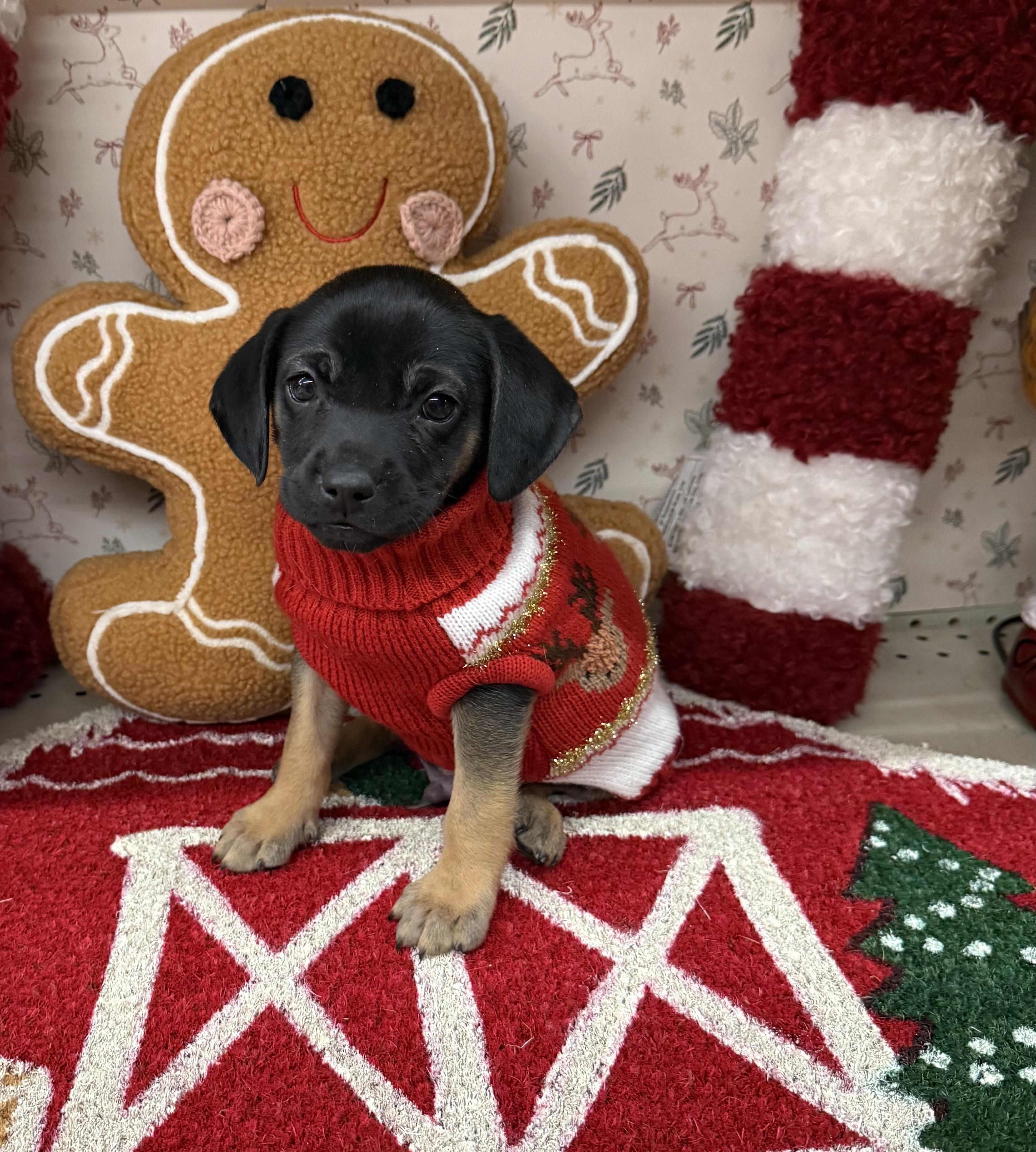 Enlarge Dickens, a ADOPTABLE mixed breed in Maiden, NC image 3/3