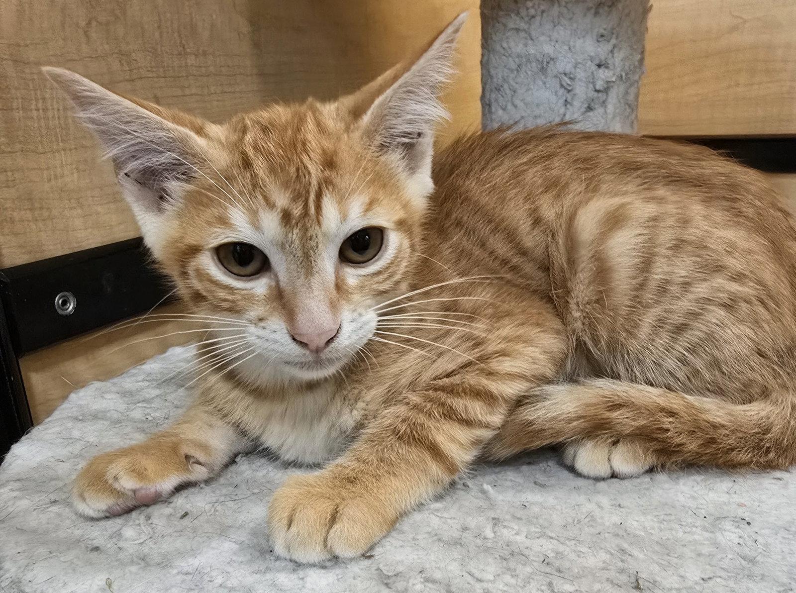Huey, Adopted, Kitten Male Domestic Short Hair.