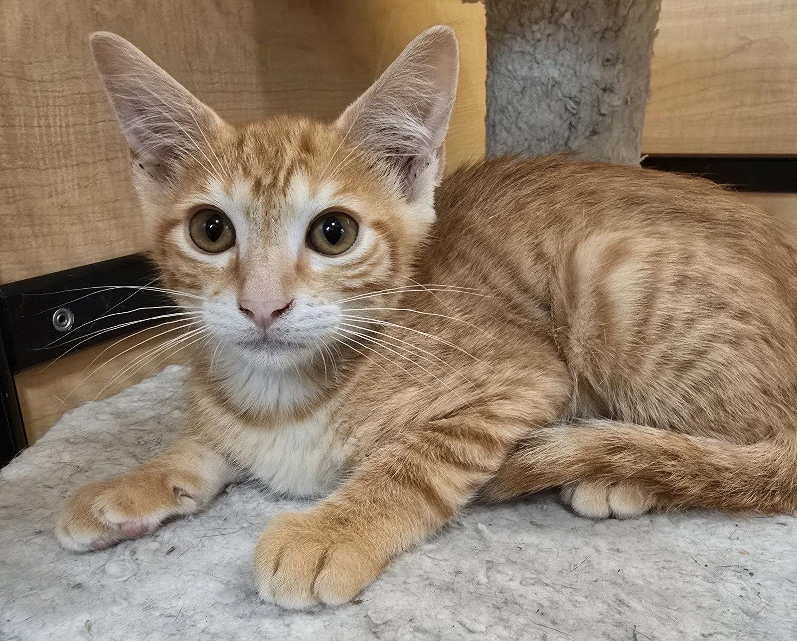 Enlarge Huey, a Adopted Domestic Short Hair in Rowlett, TX image 2/2