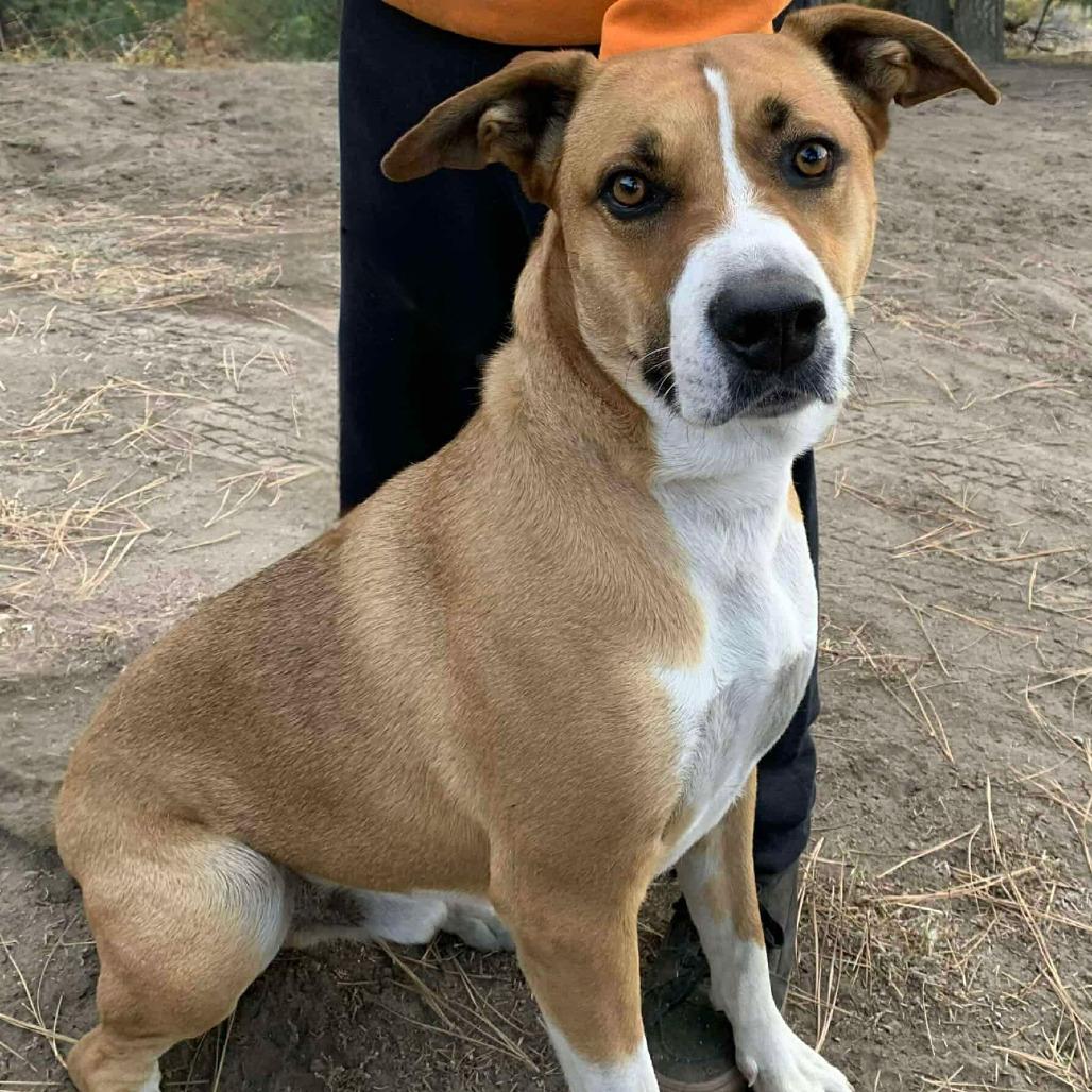 Howl, Adoptable, Adult Male Pit Bull Terrier & Collie.