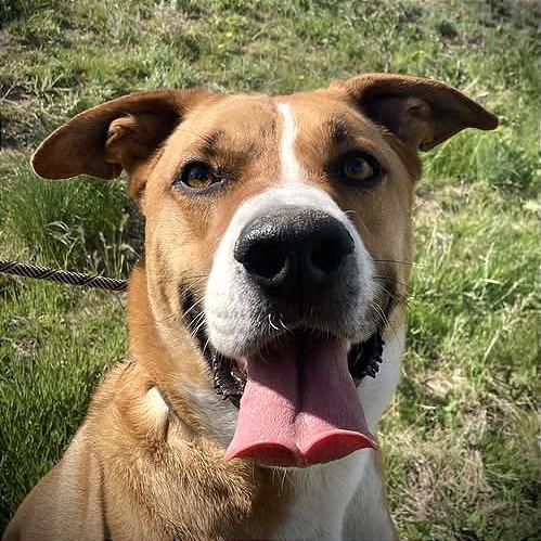 Howl, Adoptable, Adult Male Pit Bull Terrier & Collie.