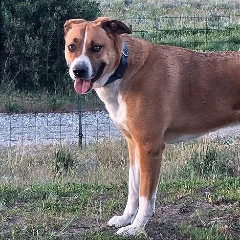 Enlarge Howl, a Adoptable mixed breed in TONASKET, WA image 2/6