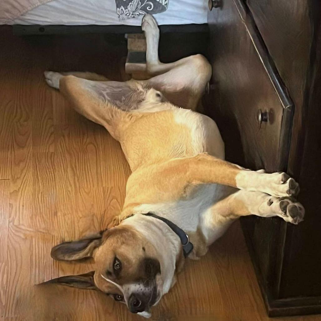 Enlarge Howl, a Adoptable mixed breed in TONASKET, WA image 2/3