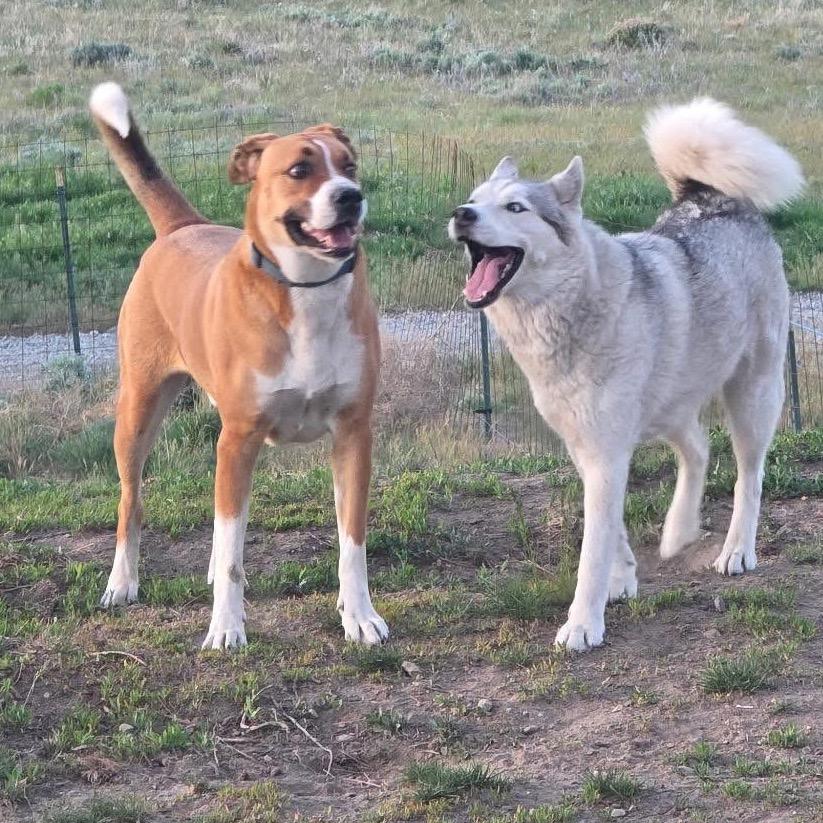 Enlarge Howl, a Adoptable mixed breed in TONASKET, WA image 4/6