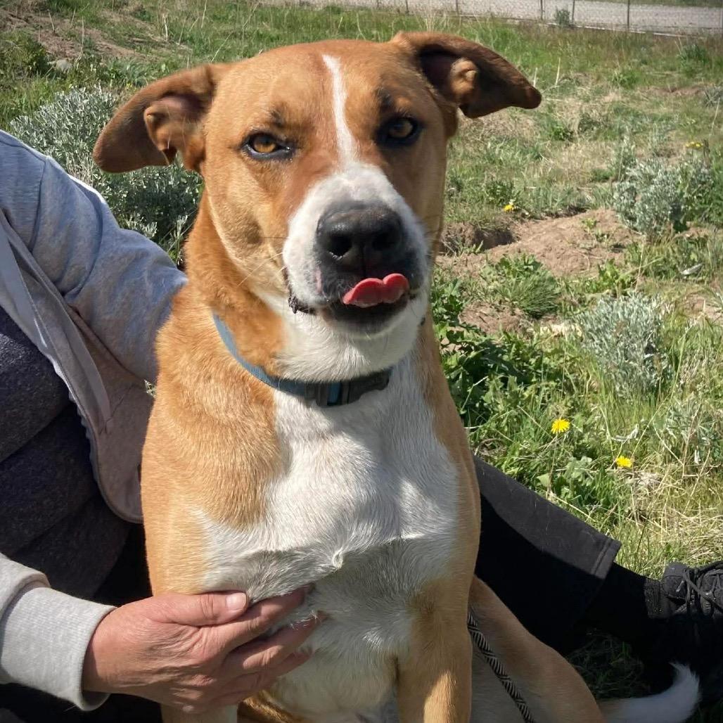 Enlarge Howl, a Adoptable mixed breed in TONASKET, WA image 3/4