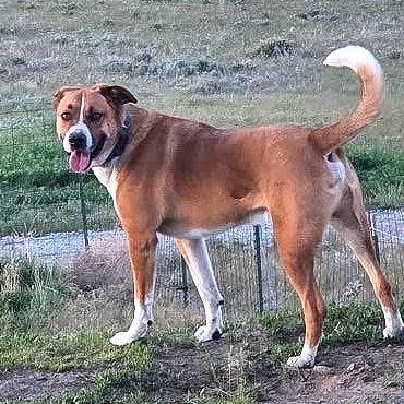 Enlarge Howl, a Adoptable mixed breed in TONASKET, WA image 6/6