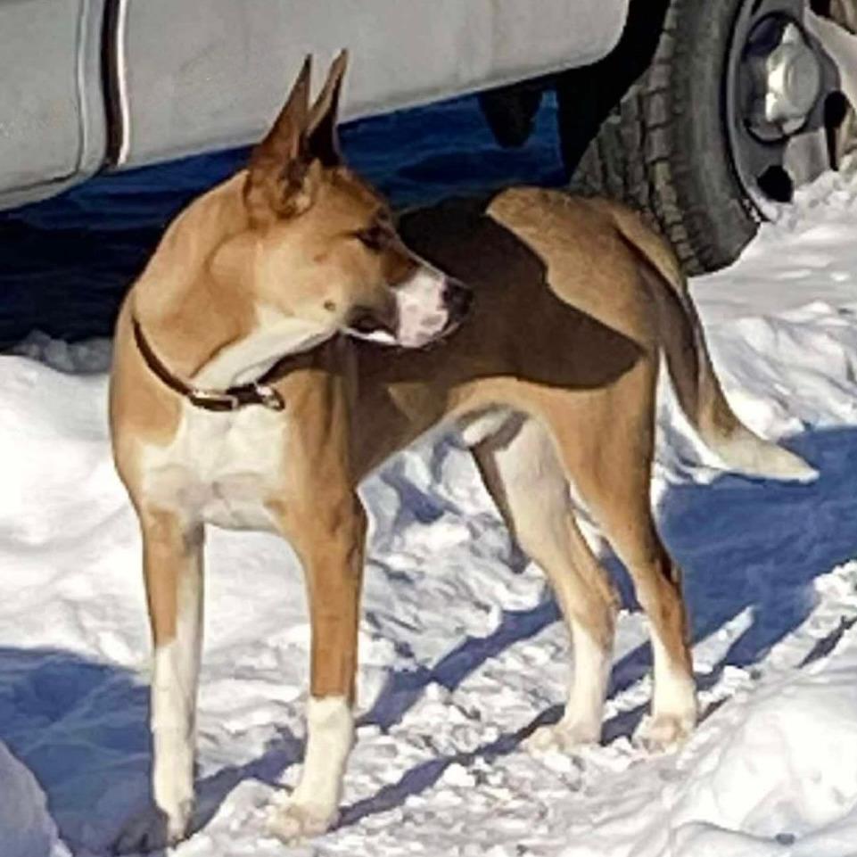 Enlarge Howl, a Adoptable mixed breed in TONASKET, WA image 3/3